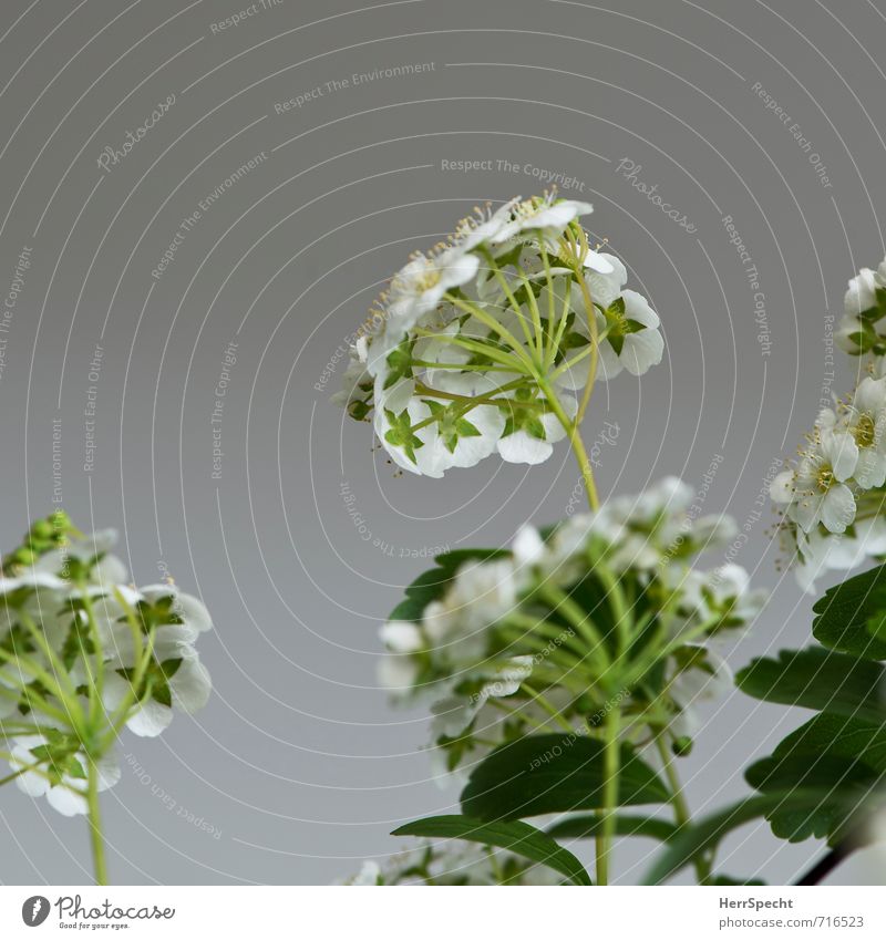 Flowering shrub III Plant Spring Bushes Leaf Blossom Foliage plant Fresh Cute Beautiful Green White Diminutive Blossoming Flowering plants Calyx Blossom leave