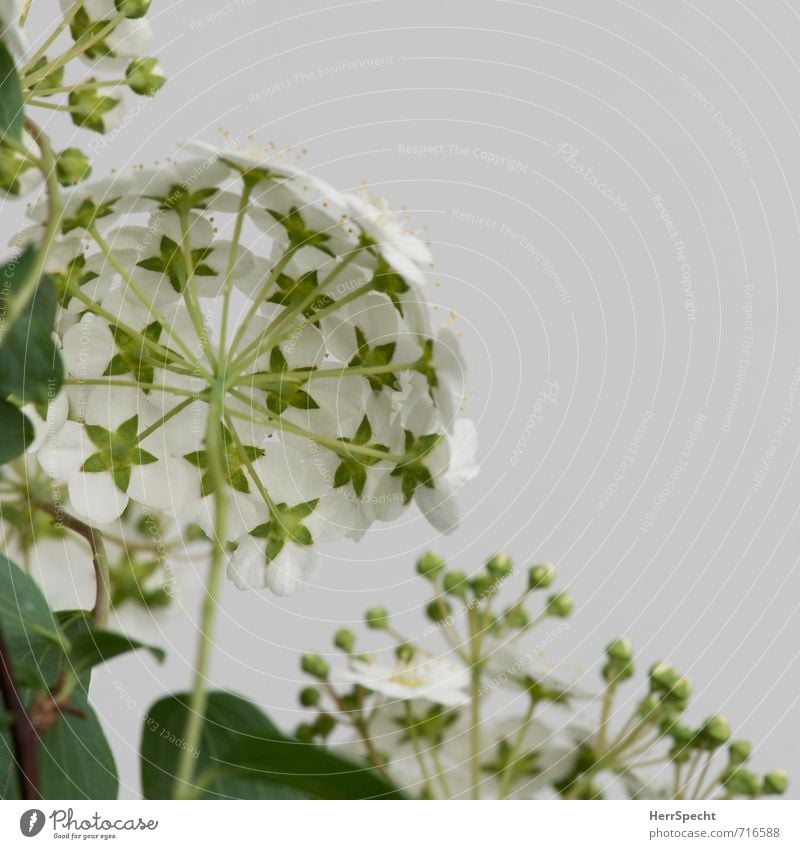 Flowering shrub IV Plant Bushes Leaf Blossom Foliage plant Natural Cute Beautiful Green White Blossoming Flowering plants Bud Umbrellas & Shades Round Stalk