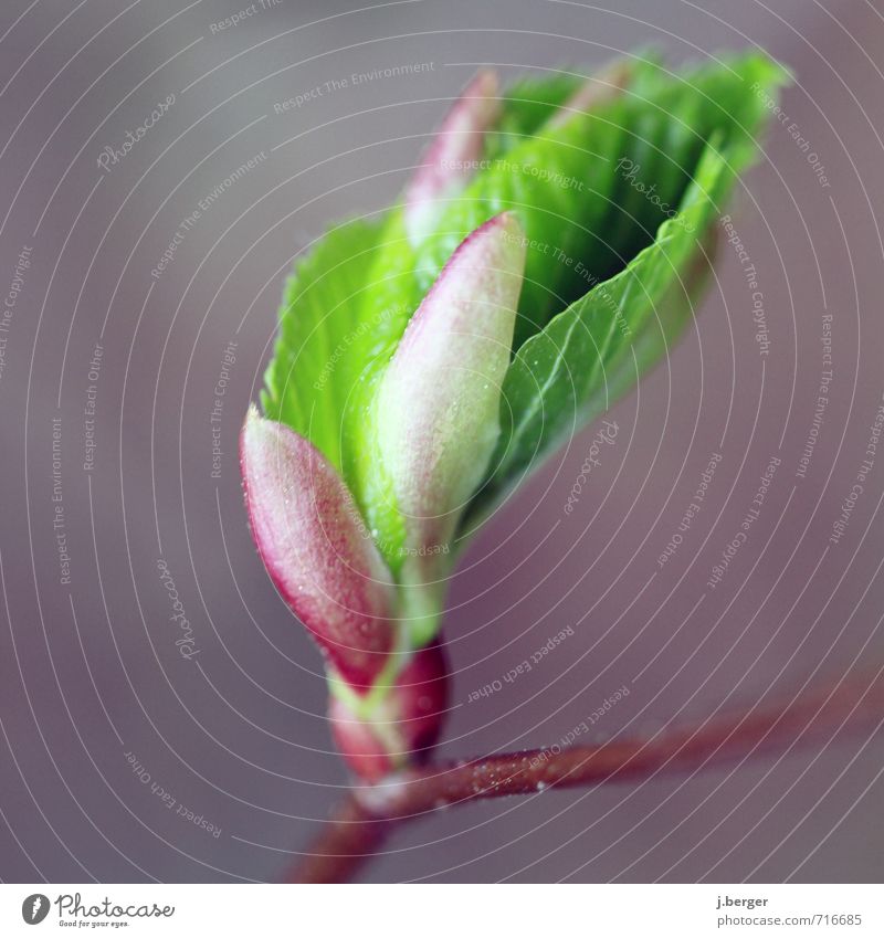 childbirth Nature Plant Spring Bushes Leaf Foliage plant Growth Brown Green Violet Red Colour photo Subdued colour Exterior shot Close-up Detail