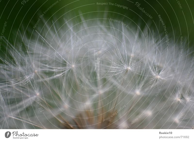 Do not touch me Flower Dandelion Fascinating Near Delicate Uniqueness Dream Reaction Green Heavenly Nature Close-up Macro (Extreme close-up) Smooth Beautiful