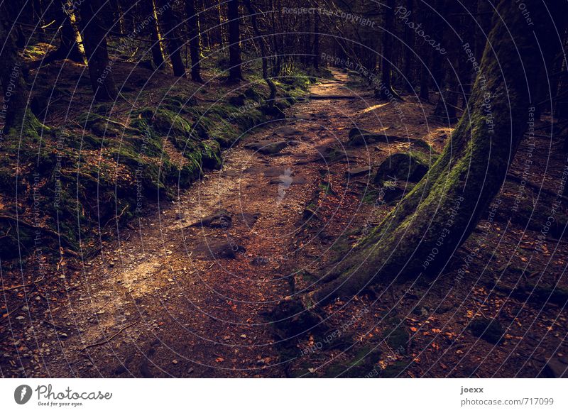 This way Landscape Beautiful weather Tree Forest Lanes & trails Creepy Brown Green Black Idyll Perspective Colour photo Subdued colour Exterior shot Deserted