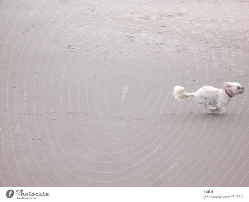 by no means Beach Dog Small Speed Sand Walking Funny