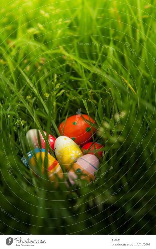 Finally discovered Garden Decoration Feasts & Celebrations Easter Infancy Spring Weather Grass Meadow Discover Happiness Beautiful Uniqueness Small Natural Cute