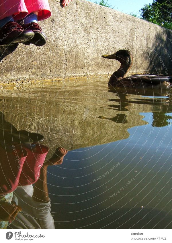 Give me a break, don't have forever. Child Feed Girl Repression Exterior shot Duck Water spieglung feet Blue sky Wait pink pants hmm delicious duck sweet-sour