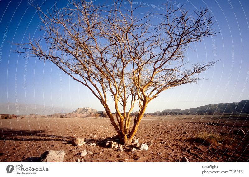 detonation Environment Nature Landscape Plant Sky Climate Weather Beautiful weather Tree Desert Far-off places Warmth Bravery Self-confident Optimism End