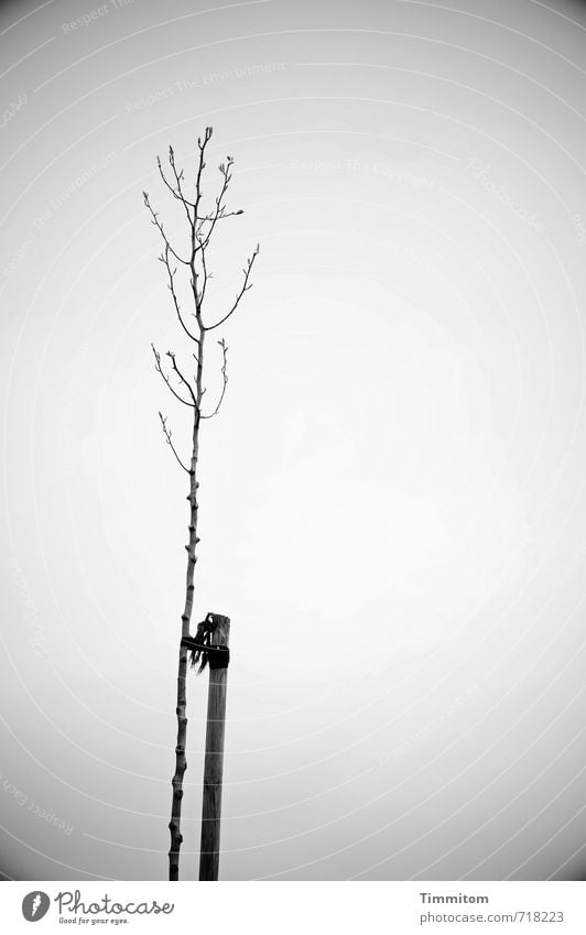 AST 7 Alone... Environment Nature Plant Sky Spring Tree Pole Fastening Wood Growth Esthetic Simple Natural Gray Emotions Loneliness Bleak buds