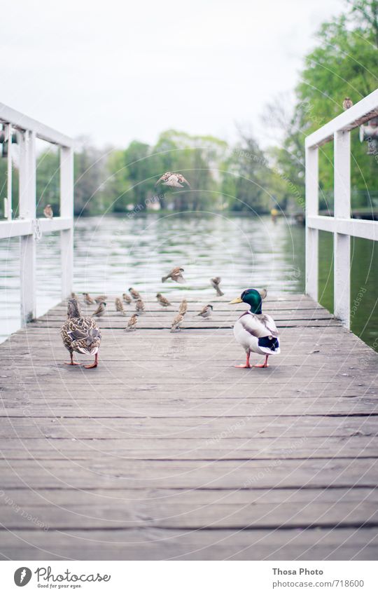 Duckburg Fish Bread Nature Cloudless sky Animal Bird Group of animals Flock Swimming & Bathing Bright Curiosity Wild Sparrow Water Footbridge Wood Berlin