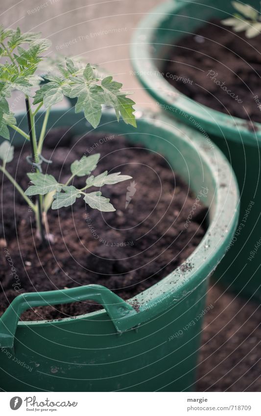 Tomatoes - plants in a green flower pot Vegetable Herbs and spices Healthy Healthy Eating Nutrition Gardener Gardening Nature Earth Spring Plant Leaf