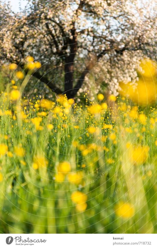 summer meadow dive Environment Nature Landscape Plant Sun Sunlight Spring Summer Beautiful weather Flower Foliage plant Fruit trees Apple tree Apple blossom