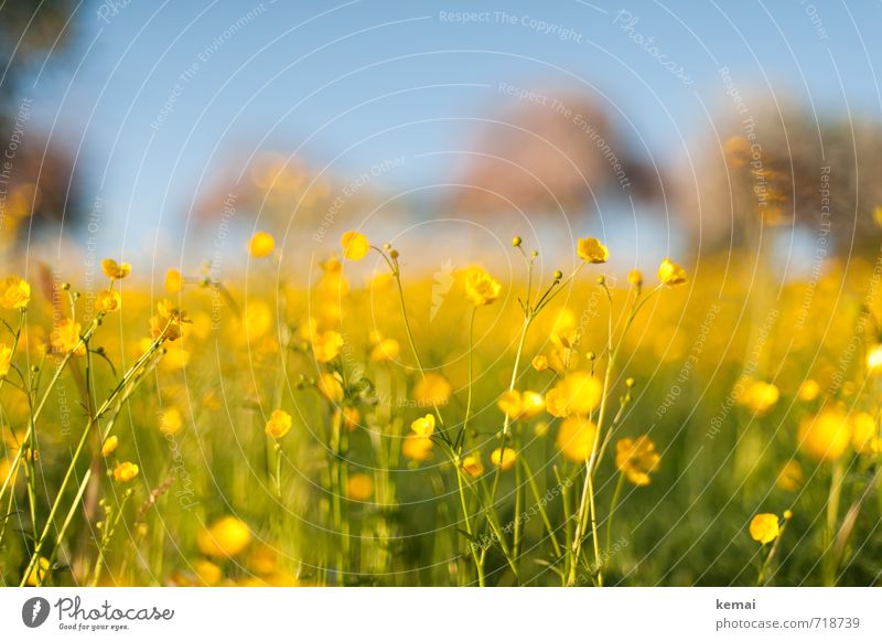 Yellow splendour Environment Nature Plant Sunlight Spring Beautiful weather Warmth Flower Blossom Wild plant Crowfoot Meadow Blossoming Growth Friendliness