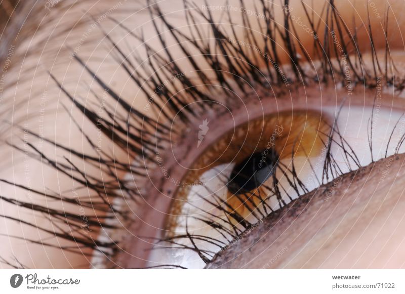 brown eye Brown Eyelash Iris Make-up Apply make-up Macro (Extreme close-up) Near Organ Woman Eyes Reflection Hair and hairstyles catch one's eye Style Looking