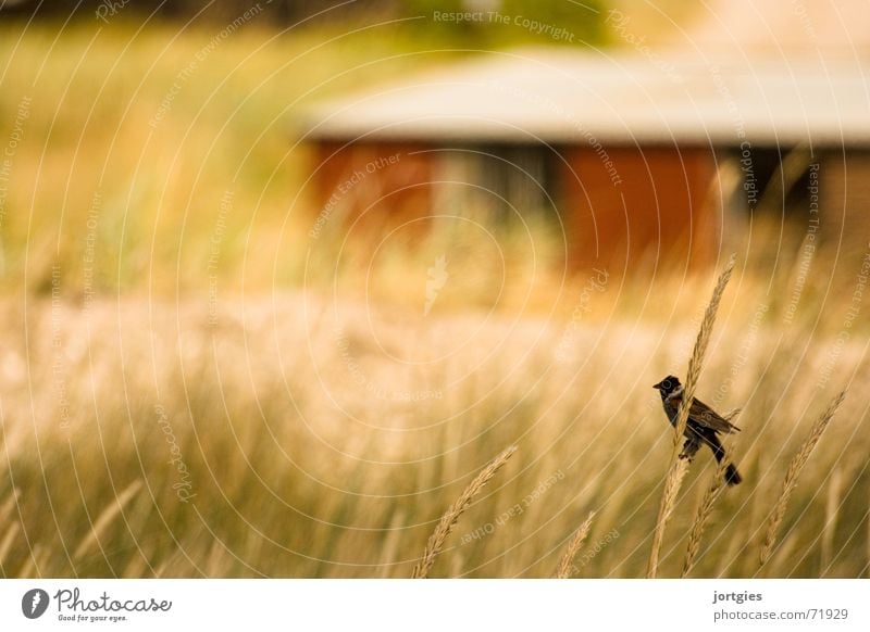 dune dwellers Beach dune Dune Dike Bird House (Residential Structure) Common Reed Blade of grass Ocean Coast Summer Relaxation Calm