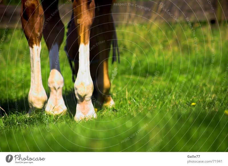 Horse on the meadow Meadow Grass To feed Summer Calm To enjoy Legs Pasture Appetite Nutrition