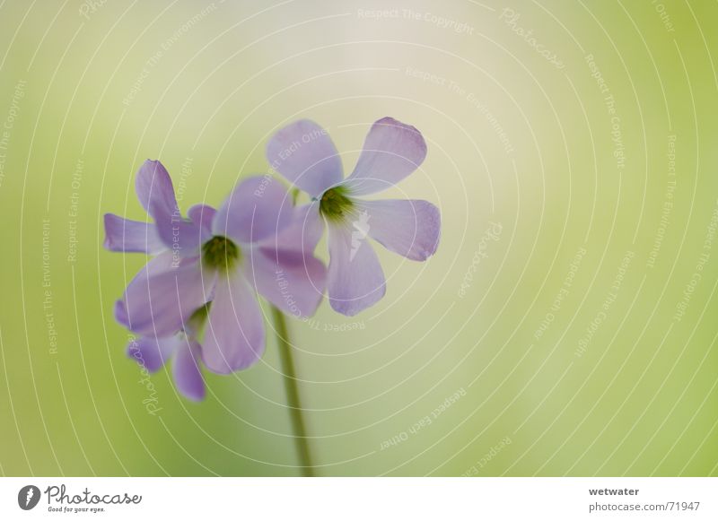 soft pink blossom Pink Blossom Flower Green Delicate Soft Fragile Nature Spring Houseplant Clover Fresh Pastel tone blue dof Bluish Contrast room