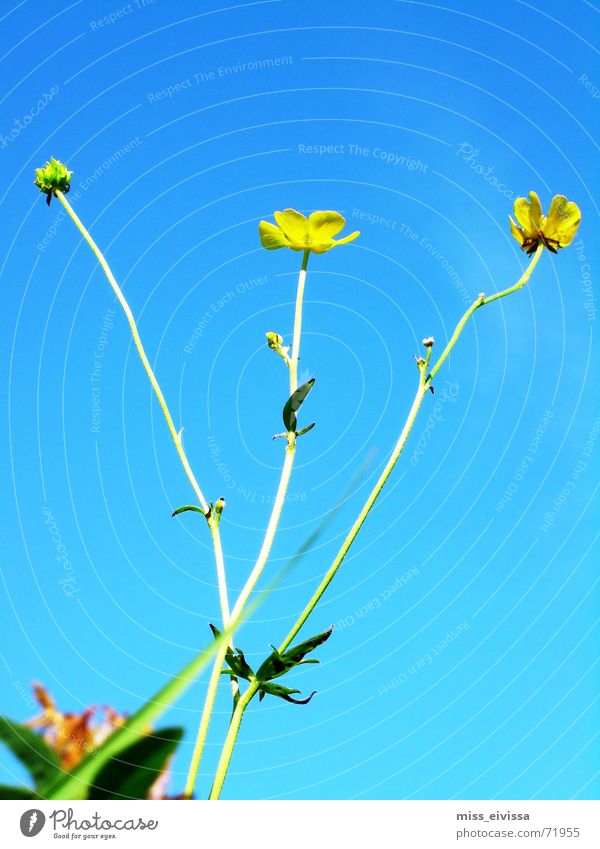 buttercup Meadow Summer Flower Blossom Green Sky Dandelion Nature Blue Beautiful weather Exterior shot