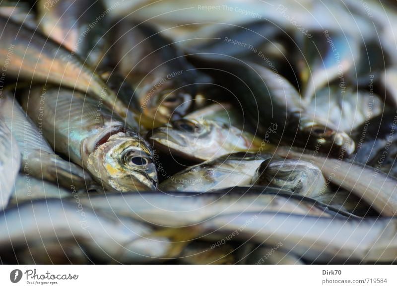 small fish Fish Seafood Fish market Fishing (Angle) Fishery Animal Wild animal Dead animal Animal face Sardine Herring Flock Lie Fresh Glittering Slimy Blue