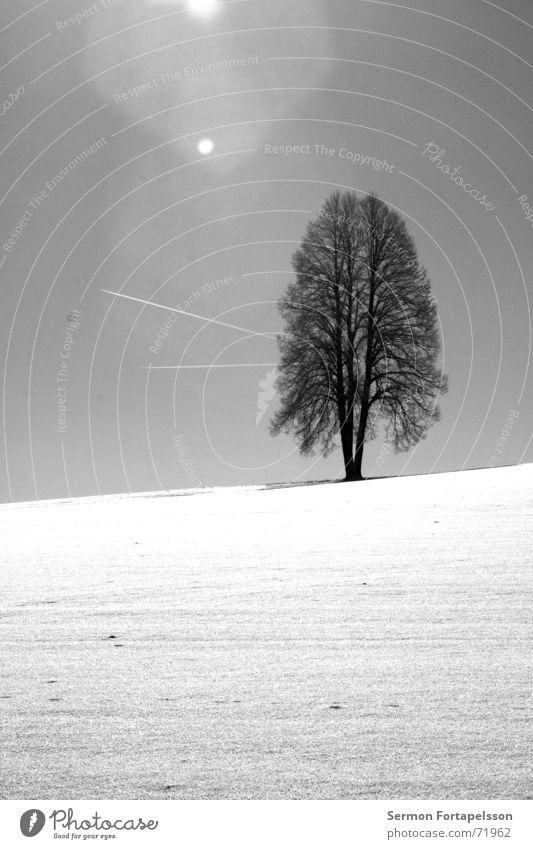 winter tree Tree Winter Oak tree Field Edge of the forest White Airplane Clouds Vapor trail Aperture Patch of light Loneliness December January February Seasons