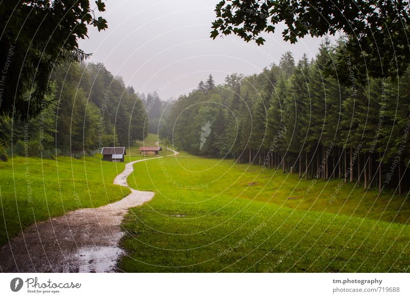 Trister Path Nature Landscape Autumn Bad weather Fog Meadow Forest Alps Mountain Lanes & trails Vacation & Travel Hiking Cold Natural Gloomy Green Brave