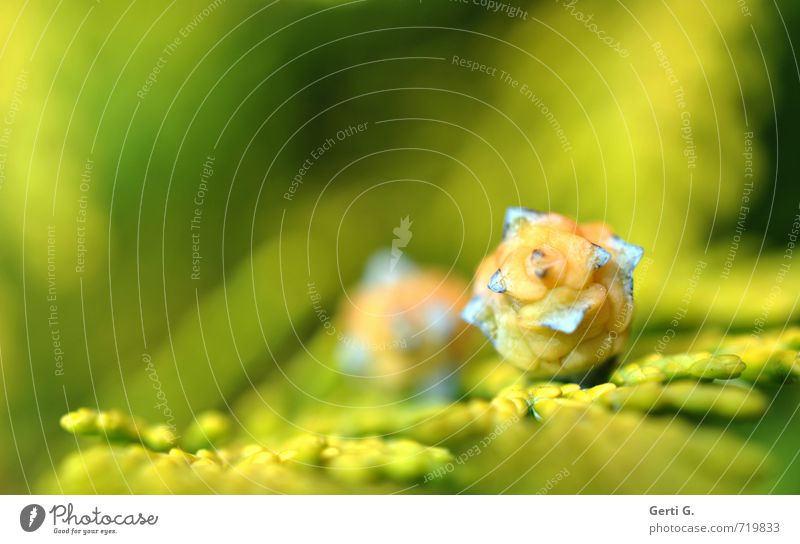 colourful cones from the tree of life with green-yellow background Macro (Extreme close-up) Cone Small Diminutive Multicoloured Yellow Green Nature Thuja Twig