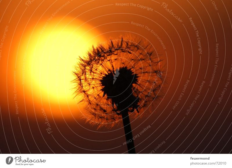 and kitsch again :) Dandelion Sunset Night Romance Transience Shadow Kitsch sunrise Evening