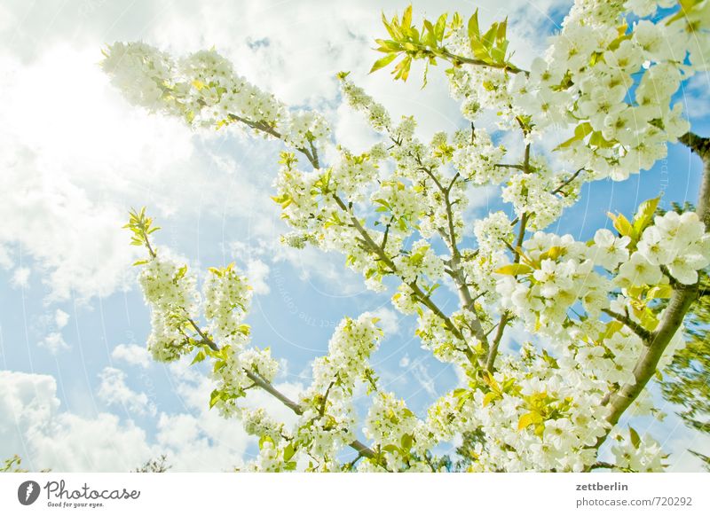 flowering Spring Landscape Park Environment Nature Climate Weather Beautiful weather Sky Clouds Tree Blossom Leaf Agricultural crop Garden