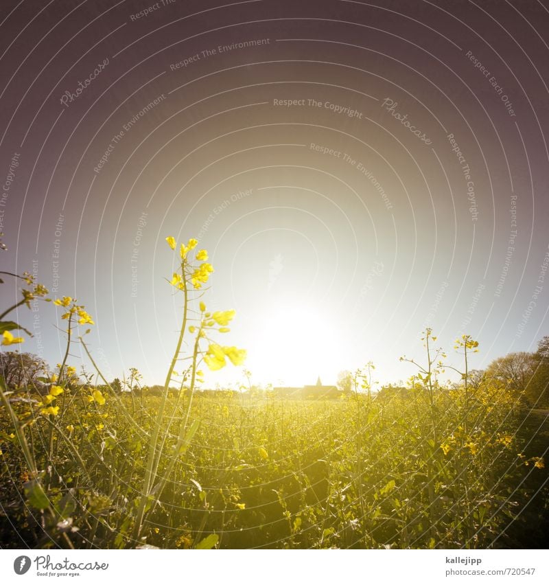 photograph Environment Nature Landscape Plant Leaf Blossom Foliage plant Agricultural crop Field Blossoming Canola Spring Settlement Village Commune Agriculture