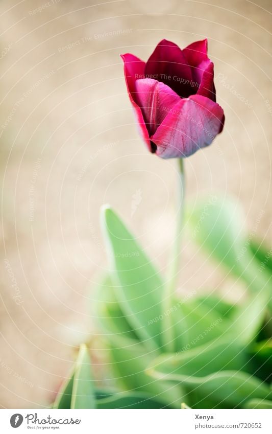 tulip Environment Nature Plant Flower Tulip Leaf Blossom Blossoming Esthetic Brown Green Red Spring Spring flower Pensive Tulip blossom Exterior shot Deserted