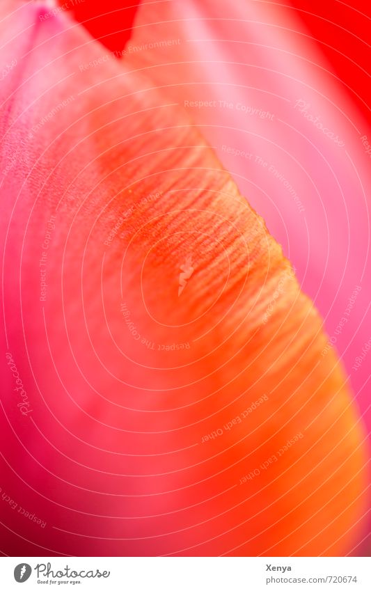 tulip red Plant Flower Tulip Blossom Esthetic Friendliness Happiness Natural Orange Red Spring Joie de vivre (Vitality) Macro (Extreme close-up) Deserted