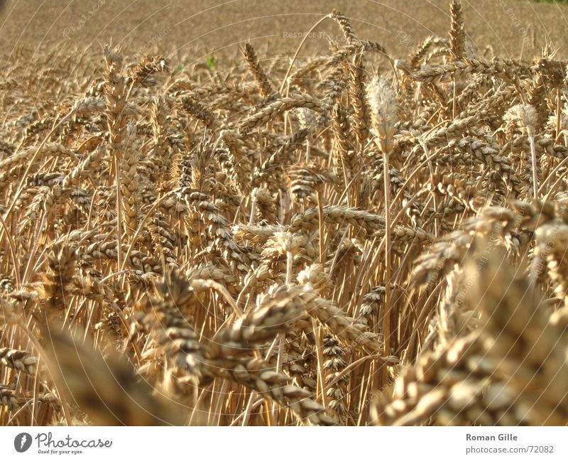 4000 loaves of bread and one roll Field Wheat Macro (Extreme close-up) Infinity Straw Dust Summer Grain Far-off places Graffiti