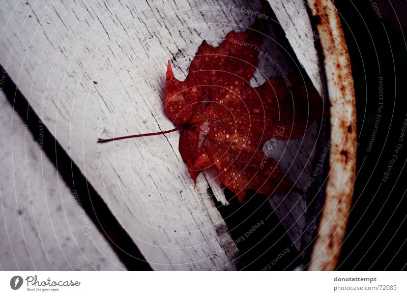 red leaf. Leaf Red Plant Autumn wet leaf margin Drops of water