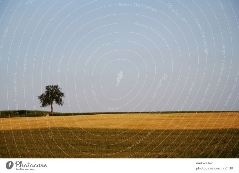 lonely tree Loneliness Tree Summer Field Green Brown Sky Sunset Far-off places Hill Germany Manmade landscape Agriculture August fields Blue clear Clarity