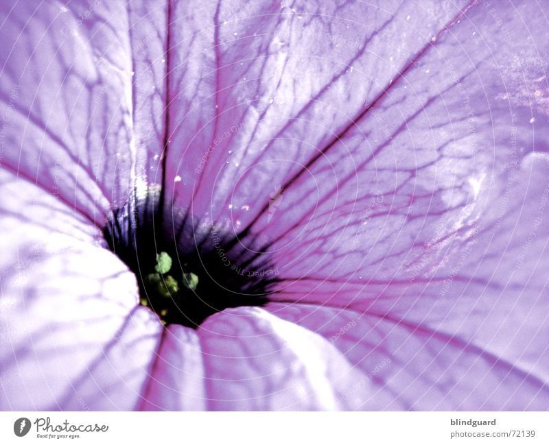 Be Gentle With Me Blossom Flower Plant Violet Delicate Fragile Funnel Vulnerable Sensitive Dark Relaxation Macro (Extreme close-up) Multicoloured Beautiful