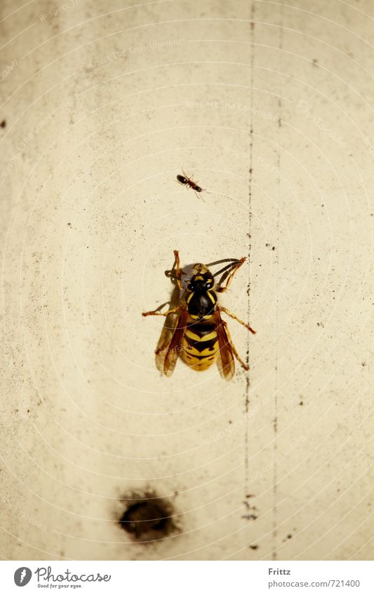 David against Goliath Animal Wild animal Wing Wasps Ant 2 Observe Sit Brash Yellow Black White Dangerous Nature white fence Colour photo Exterior shot