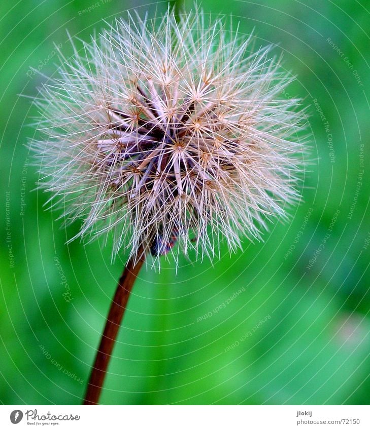 nursery Dandelion Green Plant Flower Summer Nature Macro (Extreme close-up) Faded