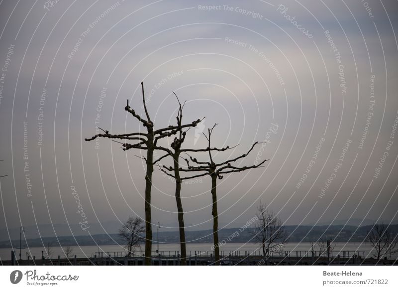 AST 7 | waiting for the sun Relaxation Nature Landscape Sky Spring Weather Tree Lakeside Lake Constance Konstanz Deserted Lanes & trails Breathe Observe