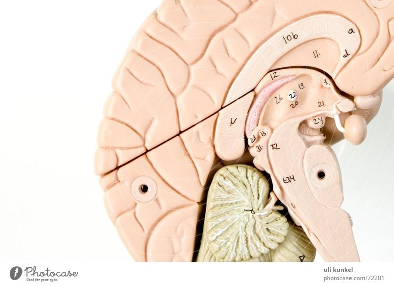 brain Brain and nervous system Anatomy Health care Thought Smart Logic Memory Understanding Neurology Circle half of the brain Think Know Comprehend