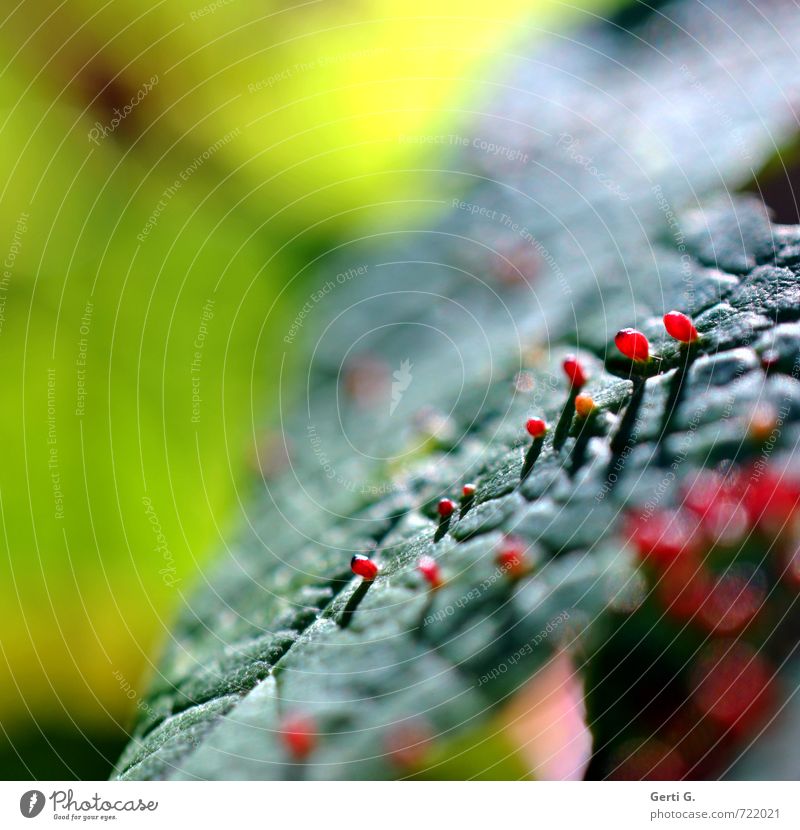 unknown leafinhabitants Leaf Multicoloured Nature Natural Sunbeam Illuminating Shallow depth of field Bright background Green Red Point Light Sunlight