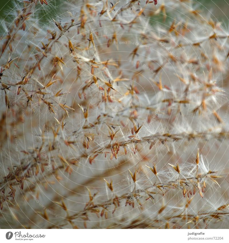 grass Grass Beautiful Physics Soft Delicate Easy Light Blade of grass Summer Autumn Macro (Extreme close-up) Close-up panic Nature Pollen Warmth