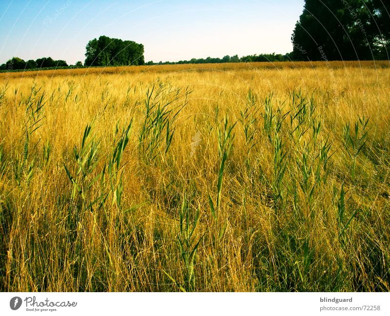 streaks Grass Mediocre Wheat Summer Physics Perspiration Chewing gum Field Horizon Ear of corn Work and employment Working equipment Wheat beer Tree Subsidy