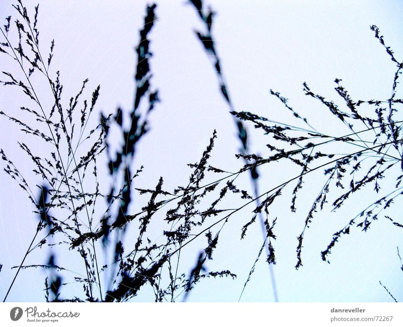 Summer's gone Blade of grass Grass Straw Plant Evening sun Autumn Sunset Airy Cold Fresh Dark Pleasant Relaxation Violet Turquoise Color gradient Calm Blue