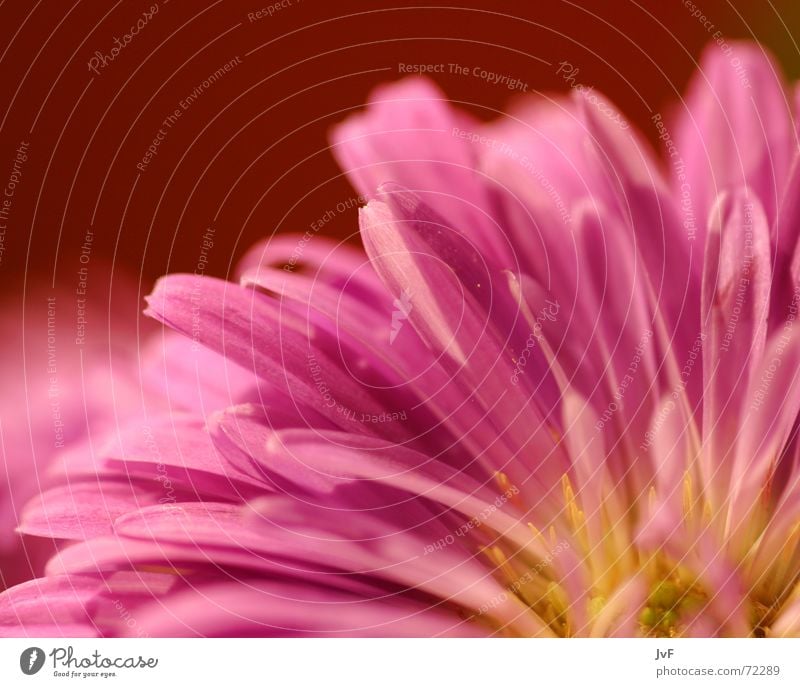 flower no.2 Flower Blossom Pink Beautiful Plant Near Yellow Macro (Extreme close-up) Close-up Detail