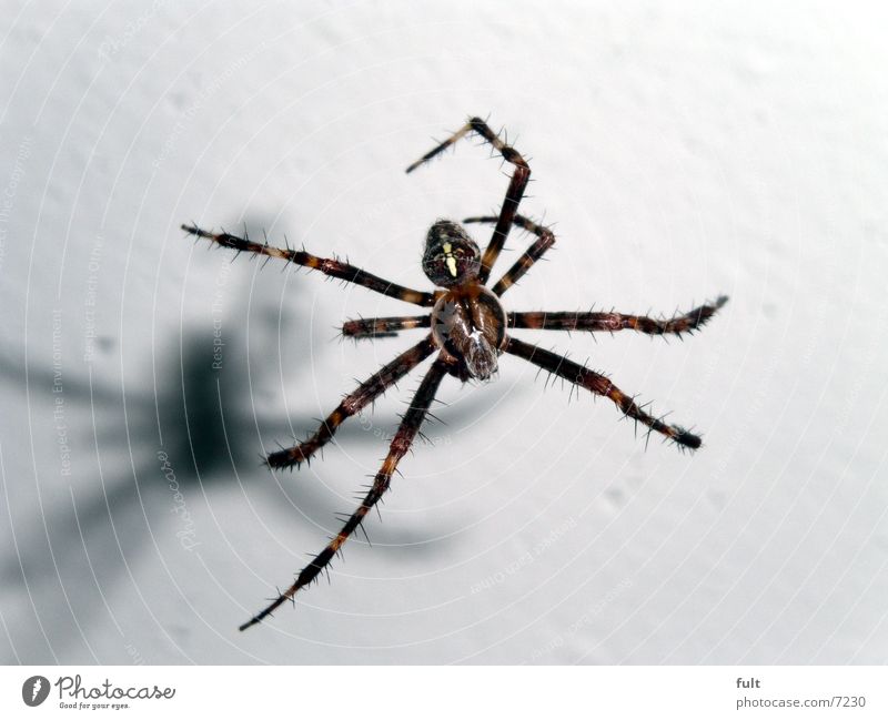 spider Spider Insect Cellar Animal Dangerous Panic Spider's web Macro (Extreme close-up) Aviation Legs Hair and hairstyles Shadow Nature Movement Close-up