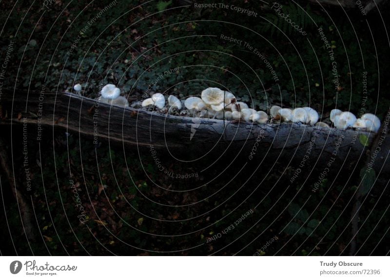 "we'll take some titanium white - look at this beautiful white" Forest Wood Tree Line Growth Occur Americas Floor covering Nature Landscape Mushroom Mold plants