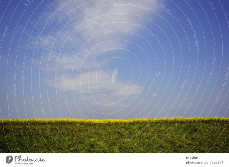 spring Landscape Plant Sky Clouds Spring Weather Beautiful weather Blossom Agricultural crop Field Blue Yellow Green Green pastures Canola Colour photo