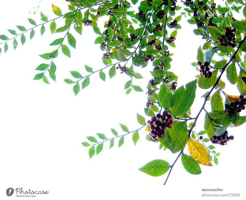 Unexpected Fruits II Leaf Tree Green Multicoloured Summer Friendliness Blossom Mature Ornament Decoration Bushes White Light Branch Berries Bright Shadow