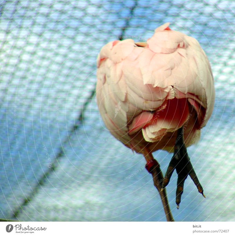 weird bird Zoo Animal Sky Clouds birds Stand Above Pink Joie de vivre (Vitality) Unwavering Perspective Enclosure Berlin zoo cagey Balance Feather Claw