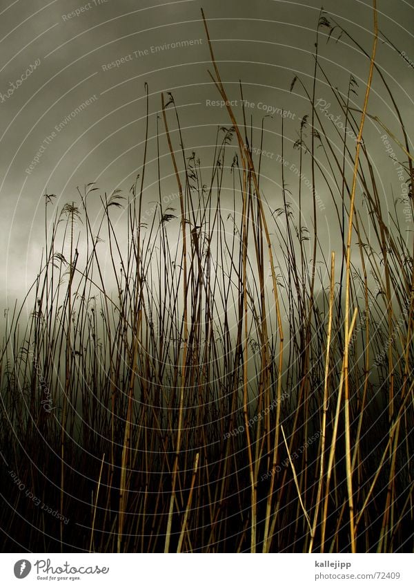 off through the hedge Common Reed Grass Pond Ocean Reeds Gale Clouds Storm Bog Landscape Rain nightfall weseby Nature National Park kallejipp