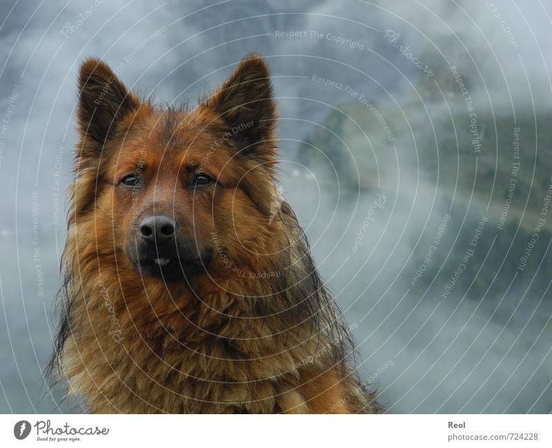 Solitary Guardian Nature Animal Drops of water Clouds Climate Bad weather Fog Rain Alps Mountain Pet Dog Animal face 1 Hiking Wild Brown Green Black White