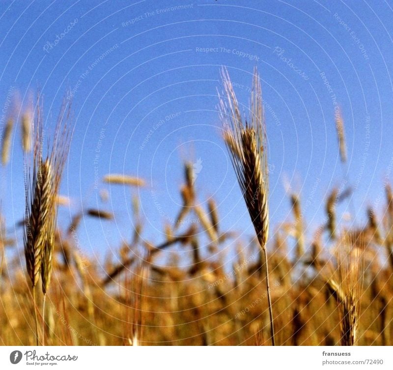 bread for the people Wheat Barley Rye Yellow Summer Relaxation Field Flour Grain Blue Sky