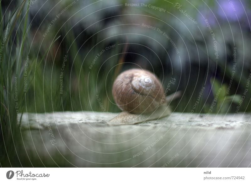 Loner | Deceleration Environment Nature Landscape Plant Animal Spring Weather Beautiful weather Grass Garden Park Meadow Snail Vineyard snail 1 Movement